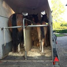 Oldenborg Henriksøs Leonardo