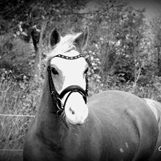 Welsh Partbred (Sec F) Stendyssen`s Sunbreaker