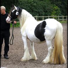 Irish Cob Medusa