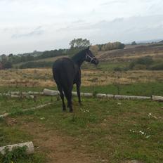 Oldenborg Sally af Skovvang