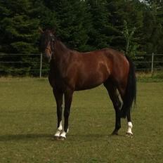 Westfaler Day of Glory