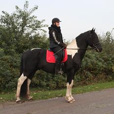 Barockpinto Jeopardy af Bølå