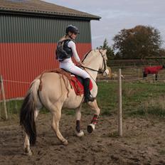 Fjordhest Mr. Jacson [Mor's pony]