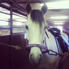 Welsh Partbred (Sec F) Zileen?