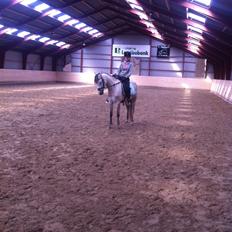 Welsh Partbred (Sec F) Zileen?