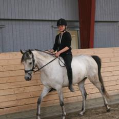 Welsh Partbred (Sec F) Zileen?