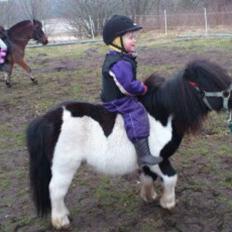 Shetlænder Rasmus Klump