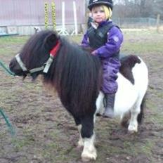 Shetlænder Rasmus Klump