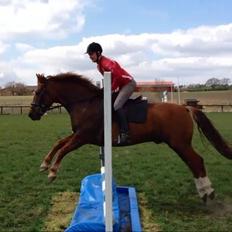 Anden særlig race Pugholm's Ferdinan
