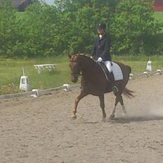 Anden særlig race Pugholm's Ferdinan