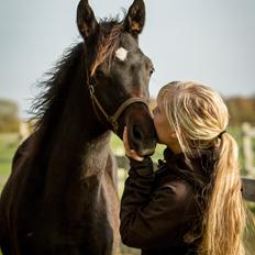 Arabisk fuldblod (OX) SAF Jamar Z