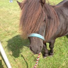 Shetlænder Søgaardens Rock<3