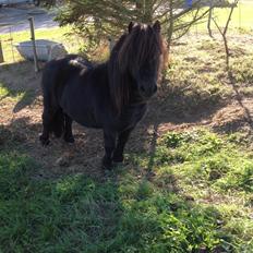 Shetlænder Søgaardens Rock<3