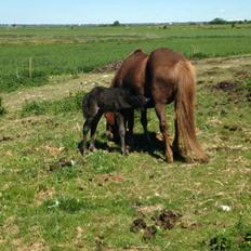 Islænder Spök fra Nørholm