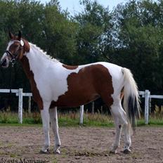 Pinto Kilgasts Monique PIN 786.(Tidligere hest)
