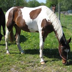 Pinto Kilgasts Monique PIN 786.(Tidligere hest)