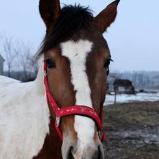 Pinto Kilgasts Monique PIN 786.(Tidligere hest)