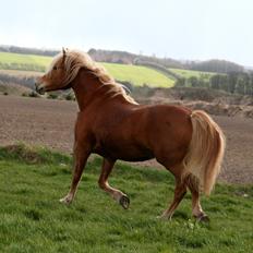 Anden særlig race Cha-Cha