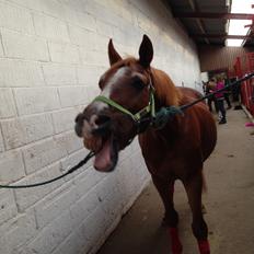 Anden særlig race Valentin