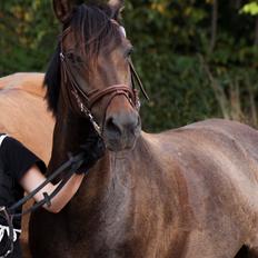 Anden særlig race Miss Fine Bine