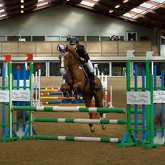 New Forest Remontes Gee-Gee -B-pony