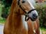 Haflinger Baflo af Brunbjerg - Avlshingst