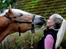 Haflinger Baflo af Brunbjerg - Avlshingst