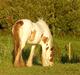 Irish Cob Hera of The Irish Western art Ranch