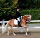Haflinger Fanni