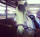 Welsh Partbred (Sec F) Zileen?