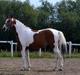 Pinto Kilgasts Monique PIN 786.(Tidligere hest)