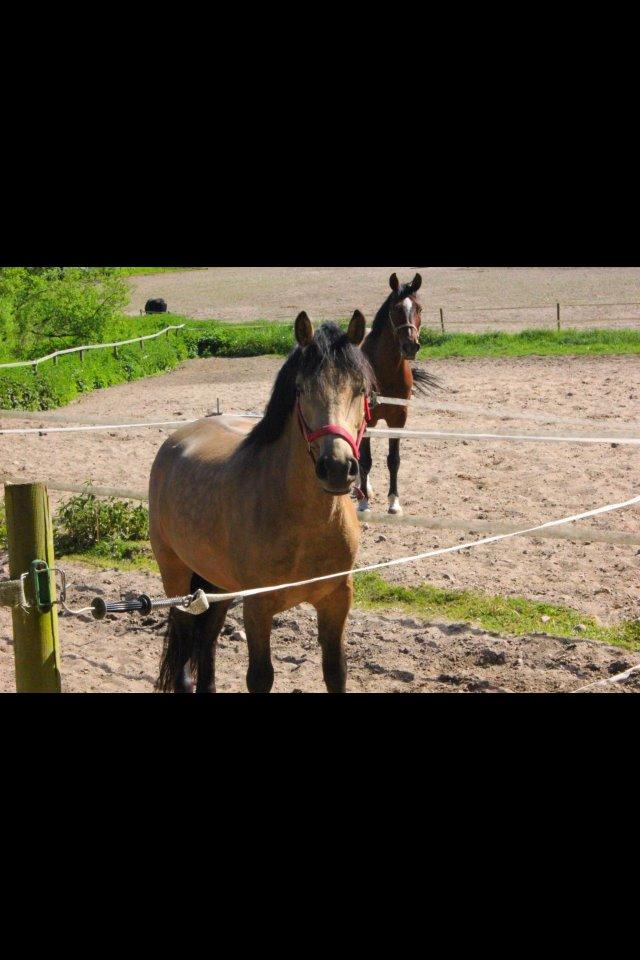 Connemara Skærgårdens Marvelous Night - Foto: Celine Svendsen billede 6