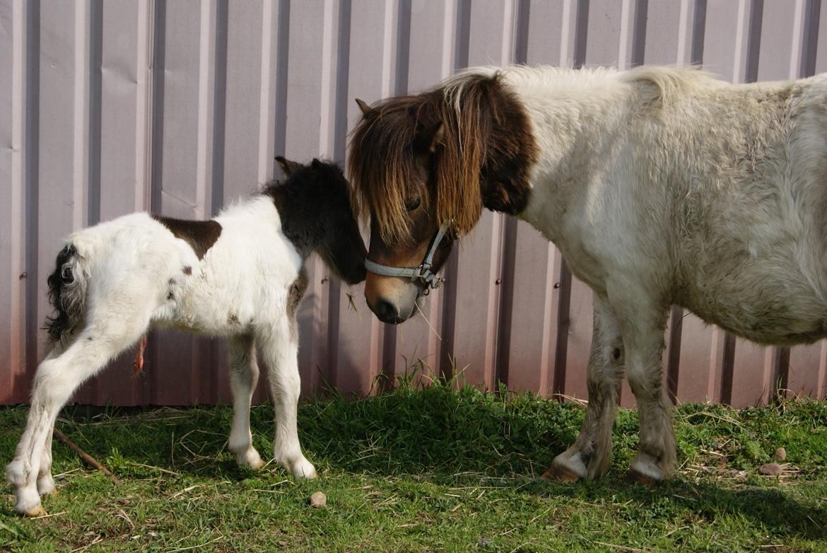 Shetlænder Hedens Madonna (Sandie) - Sammen med sit første føl hos tidligere ejer billede 7