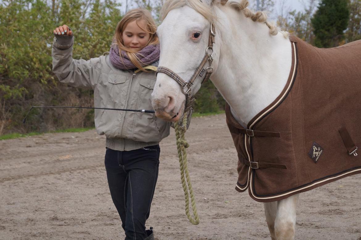 Knabstrupper Kastanielund's Alf - Han holder en pisk i munden<3 billede 33