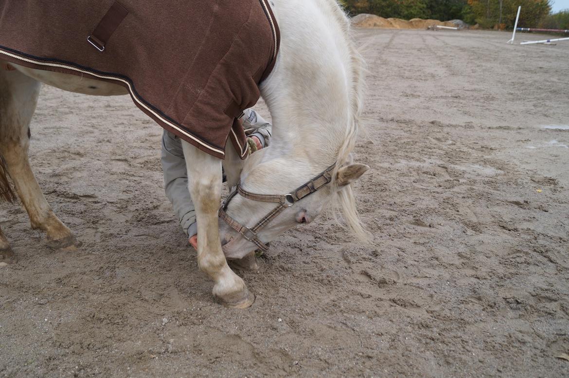 Knabstrupper Kastanielund's Alf billede 31