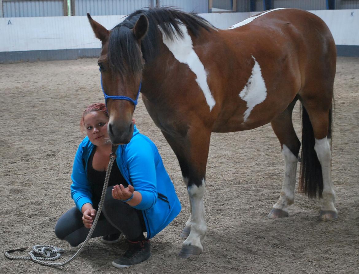 Anden særlig race Cally Bob billede 7