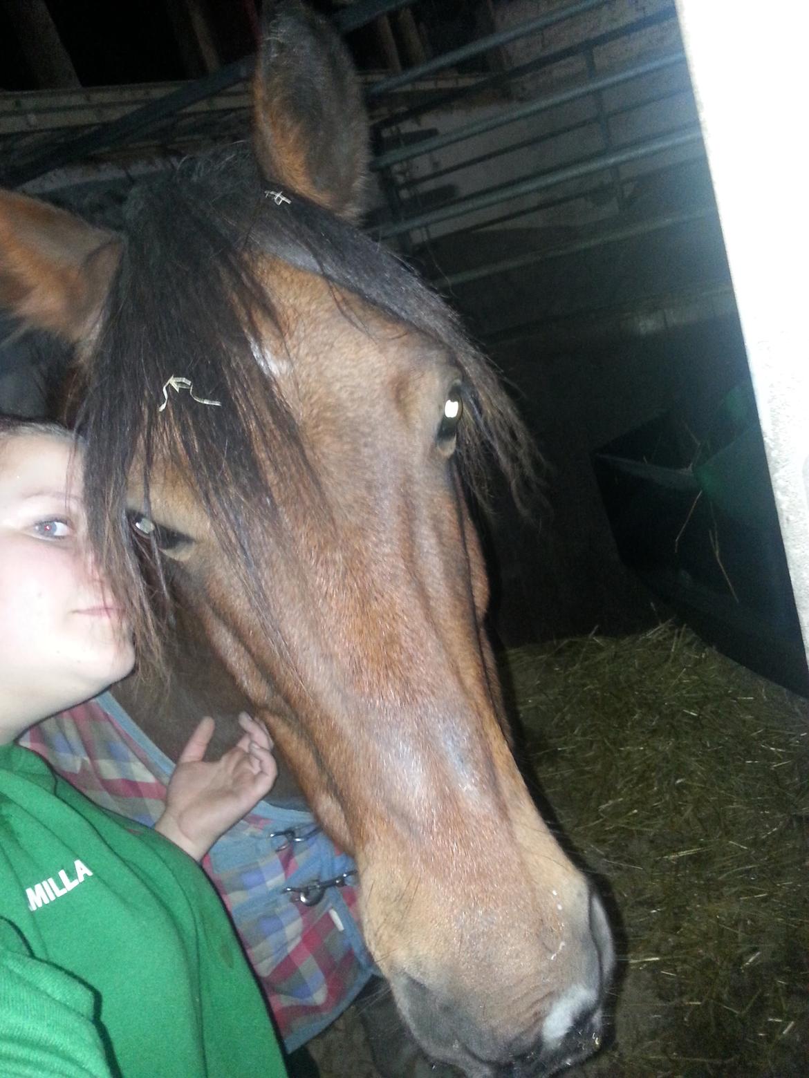 Anden særlig race Cally Bob billede 16