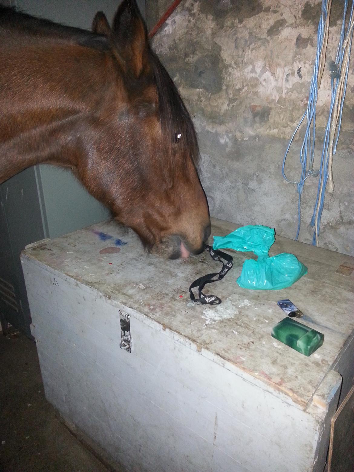 Anden særlig race Cally Bob billede 17