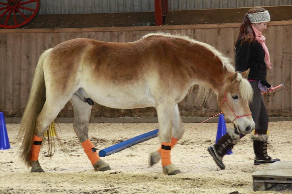 Haflinger Aston af Vognmandsgården (Anton) - Stævne ved Soelbergs Hestepension okt. 2013 billede 18