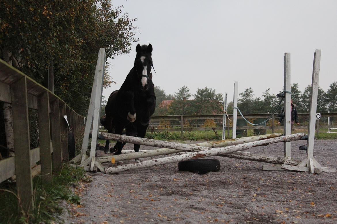 Anden særlig race Anomenens Gipzy Queen - første gang hun løsspringer billede 11