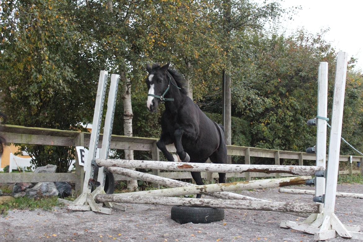 Anden særlig race Anomenens Gipzy Queen - Løspringning for første gang billede 3