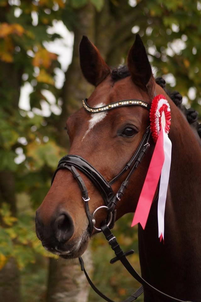 Dansk Varmblod Entertainer billede 3