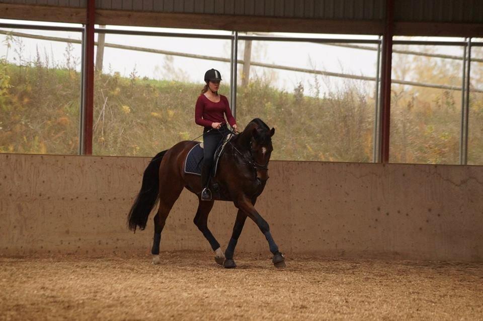 Dansk Varmblod Entertainer billede 9