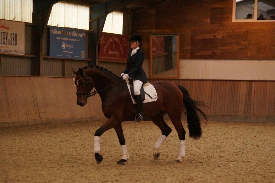 Dansk Varmblod Entertainer billede 6