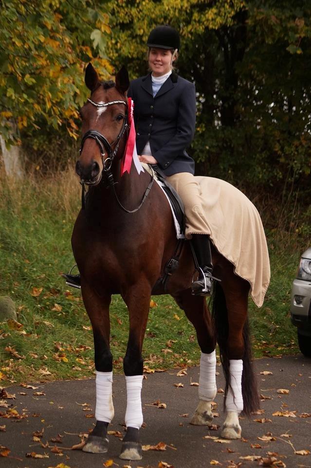 Dansk Varmblod Entertainer billede 4