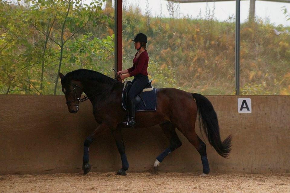 Dansk Varmblod Entertainer billede 12