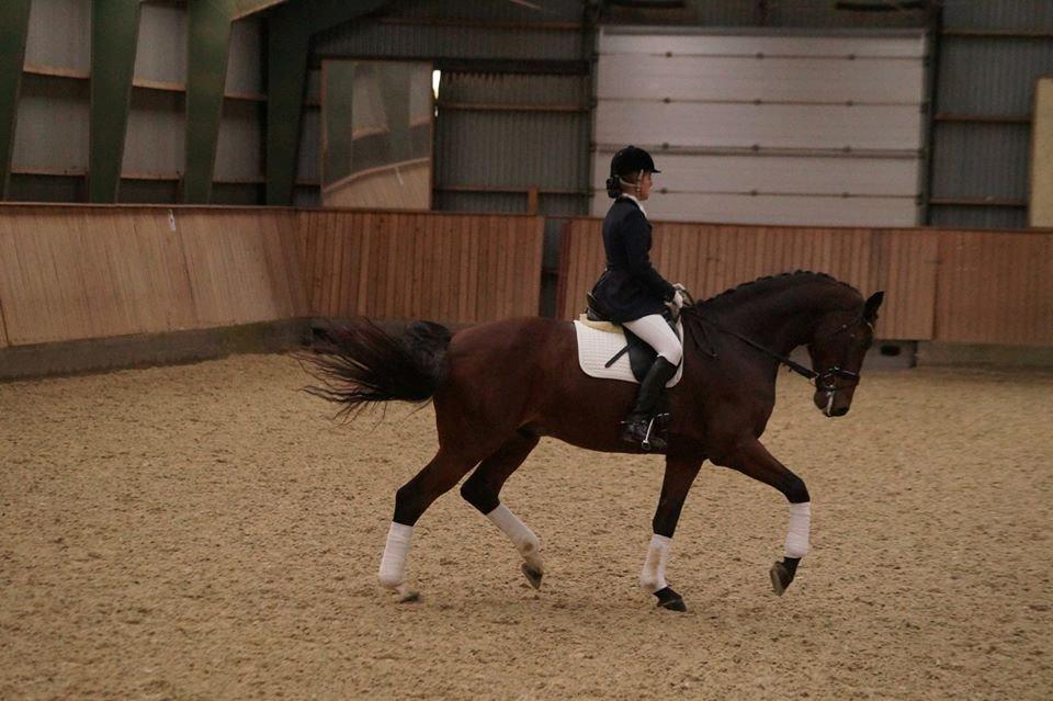 Dansk Varmblod Entertainer billede 7