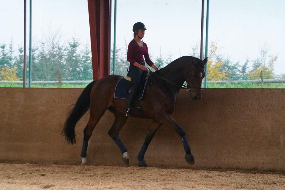 Dansk Varmblod Entertainer billede 13