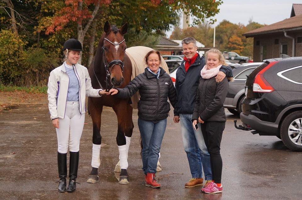 Dansk Varmblod Entertainer billede 5