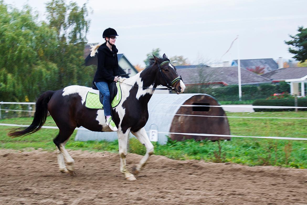 Trakehner "Jack" - Jack i trav med min datter på 13 år billede 1